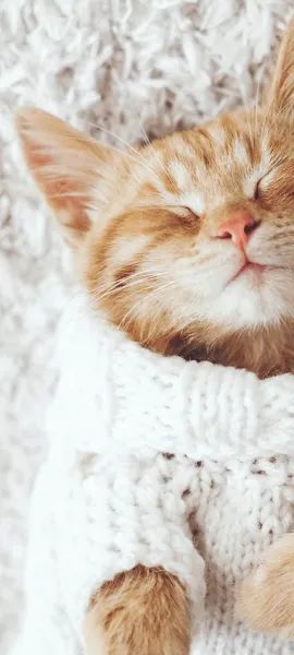 Carpet flooring | Flooring By Design