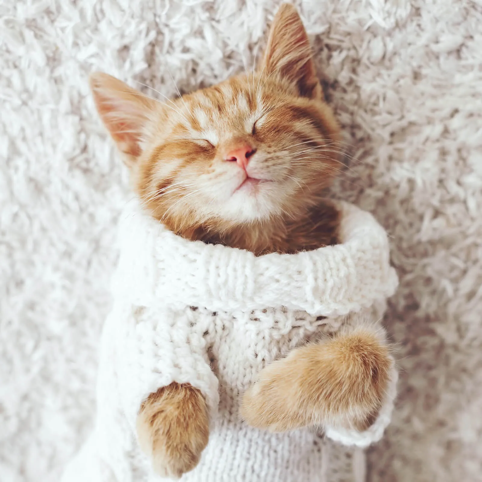 Cat resting on soft rug | Flooring By Design