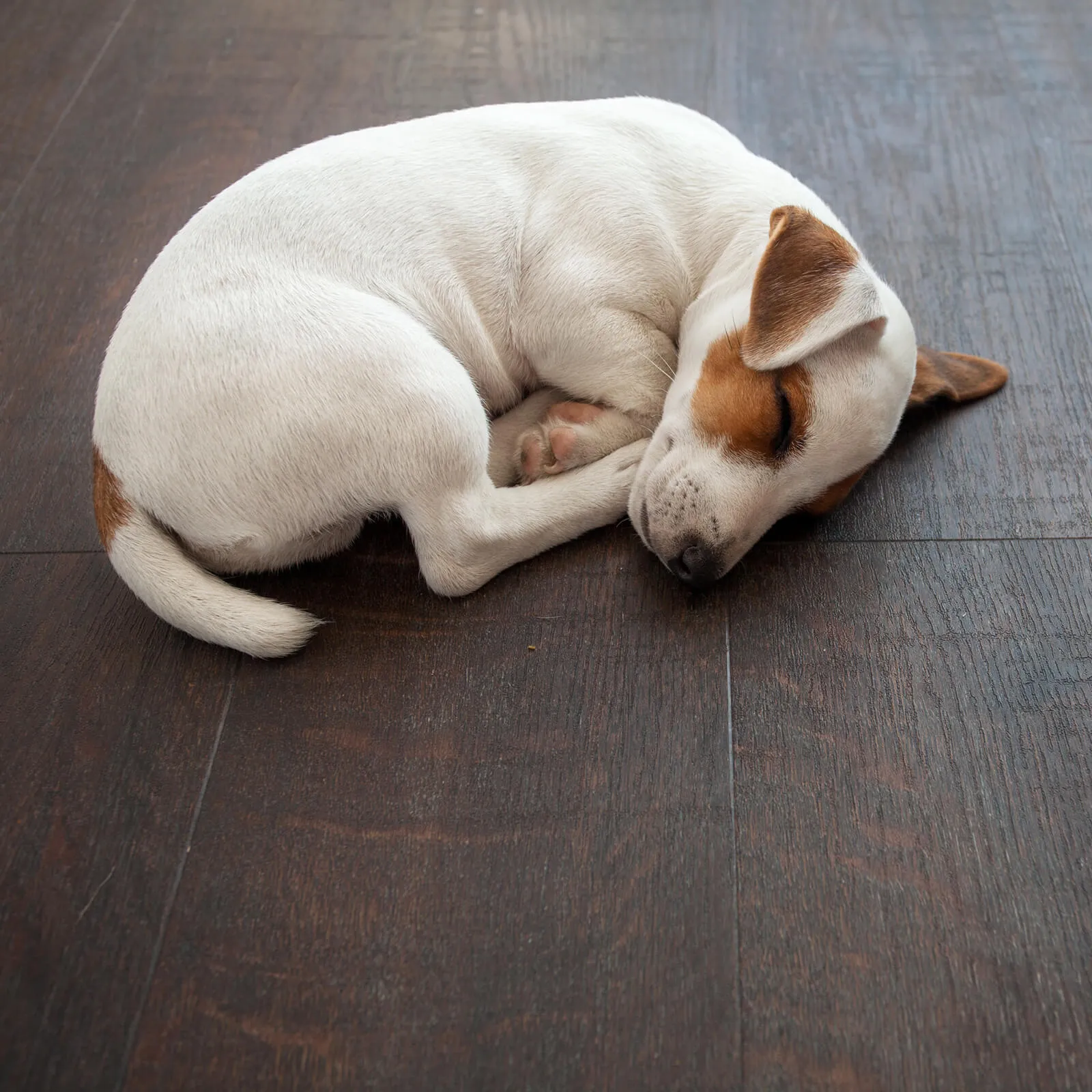 Puppy slept on vinyl floor | Flooring By Design